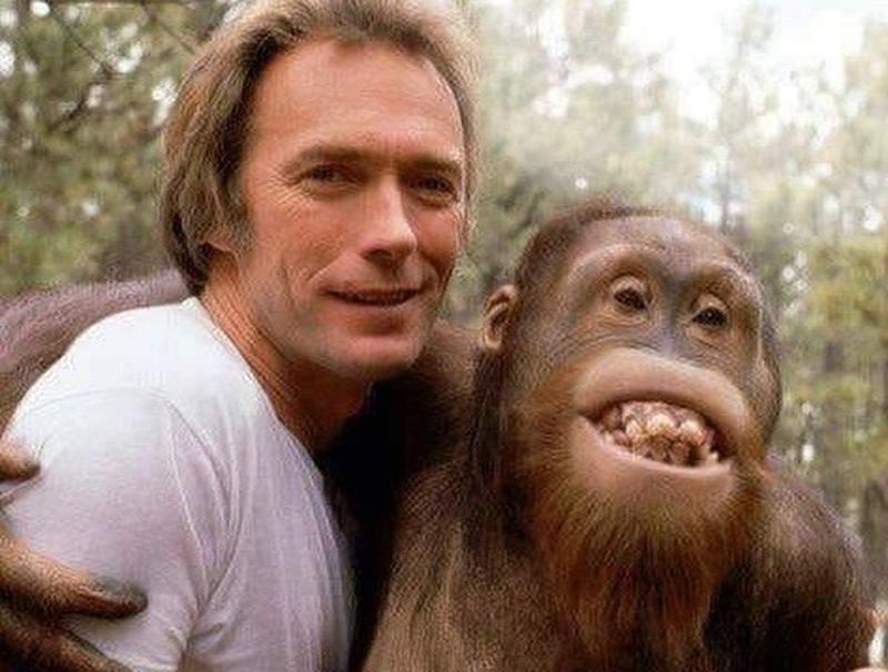 Clint Eastwood and Clyde the Orangutan Keep Busy on 'Every Which Way But Loose' Set (1978)