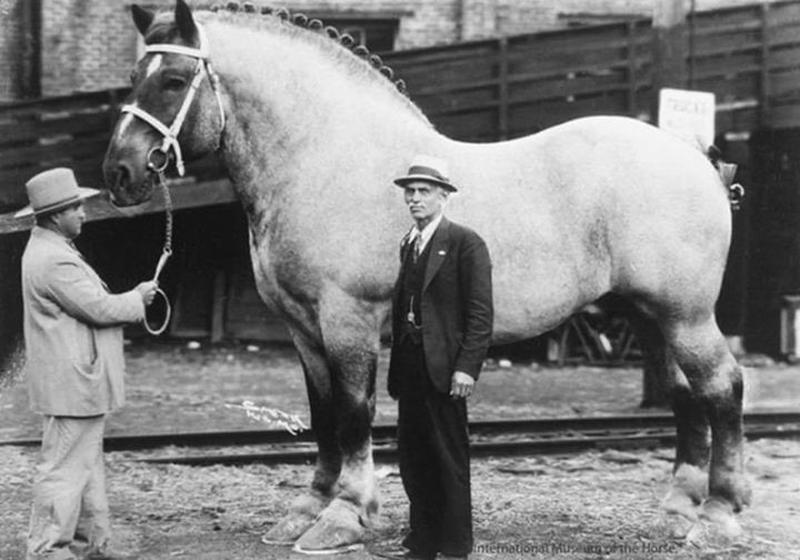 Massive 1930 Horse, Brooklyn Supreme, Stands at 6'6' and Weighs 3200 lbs 🐴