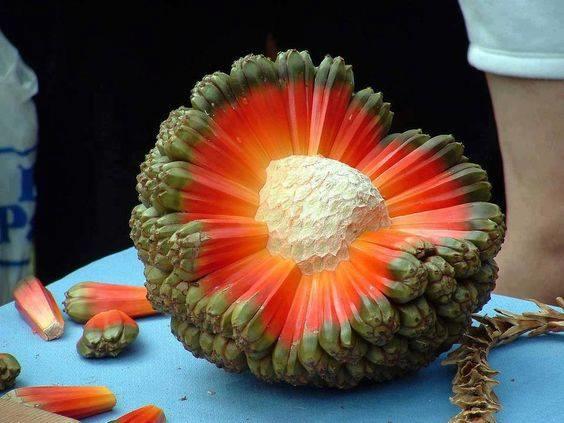 The Interior of the Unusual Hala Tree Fruit Resembles a Planetary Core; Discovered in Malaysia, Eastern Australia, and the Pacific Islands.