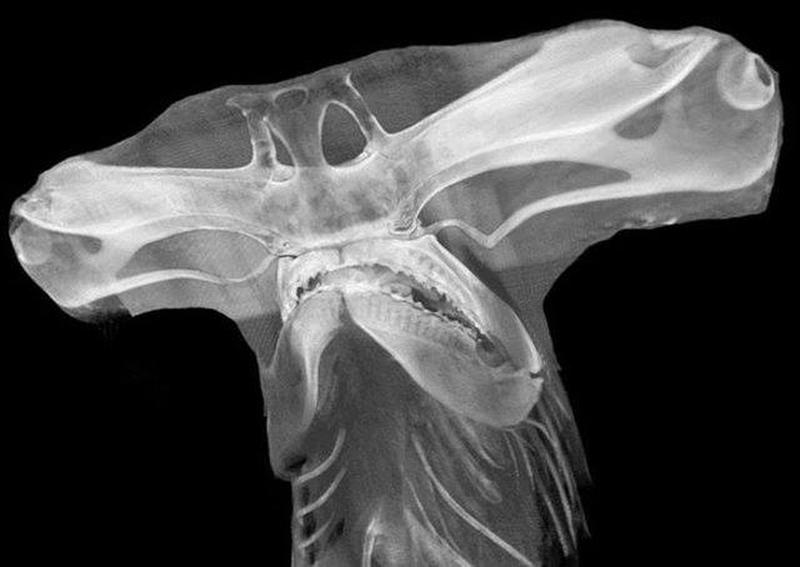 Take a look at what a hammerhead shark looks like through an x-ray.