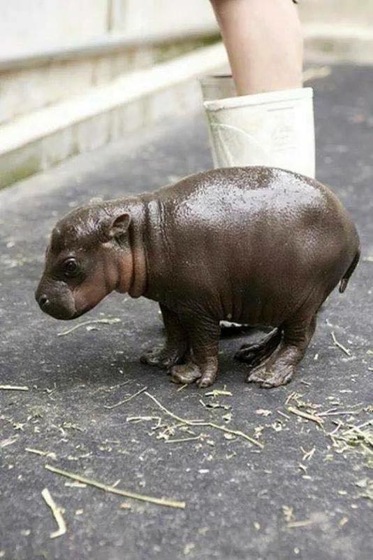 Newborn Baby Hippopotamus Emerges Within Hours of Birth