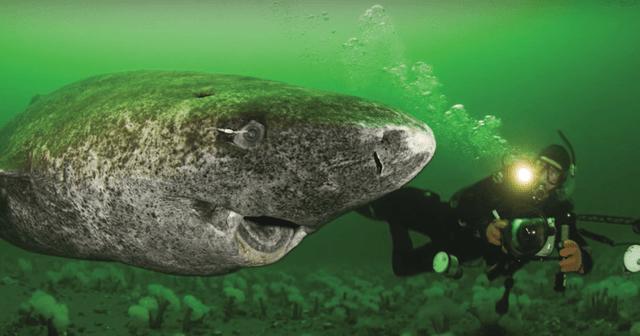 Researchers say a female Greenland shark, estimated to be 400 years old, could possibly be the oldest known vertebrate.