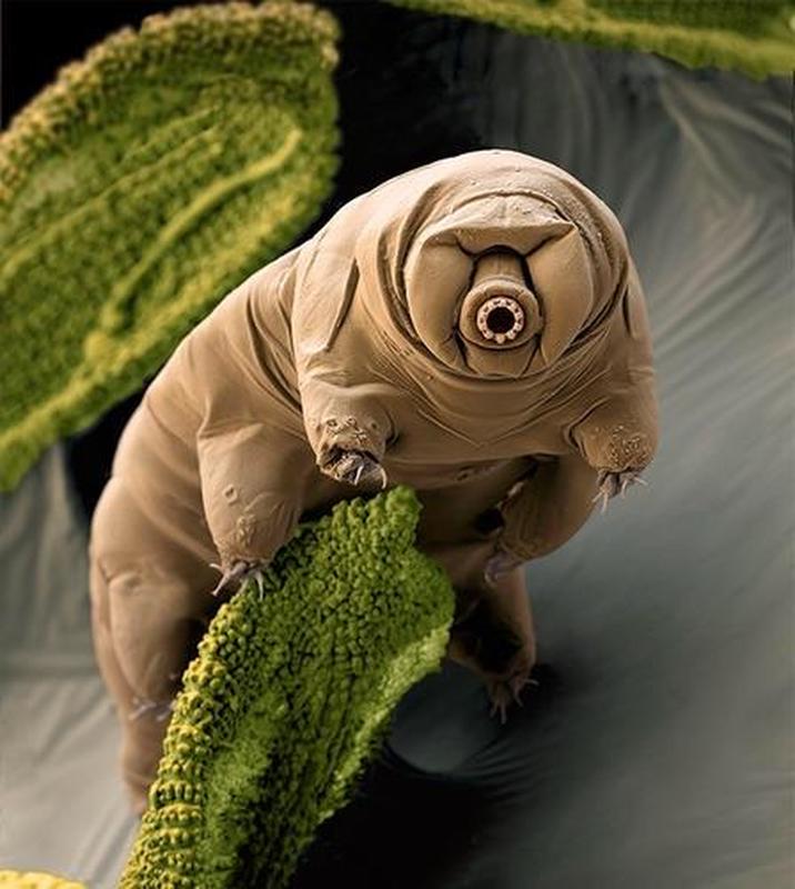 Microscopic Animals, Tardigrades, Defy Extreme Environments and Thrive in Space