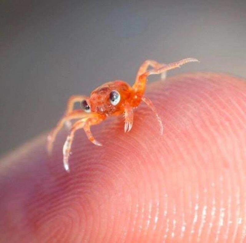 Australia's Christmas Island hosts a minuscule baby red crab