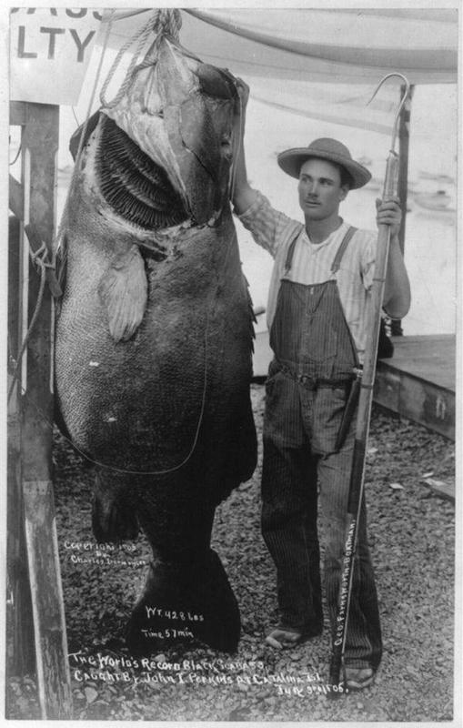 John T. Perkins catches massive 428-lb black sea bass at Santa Catalina Island in 1905