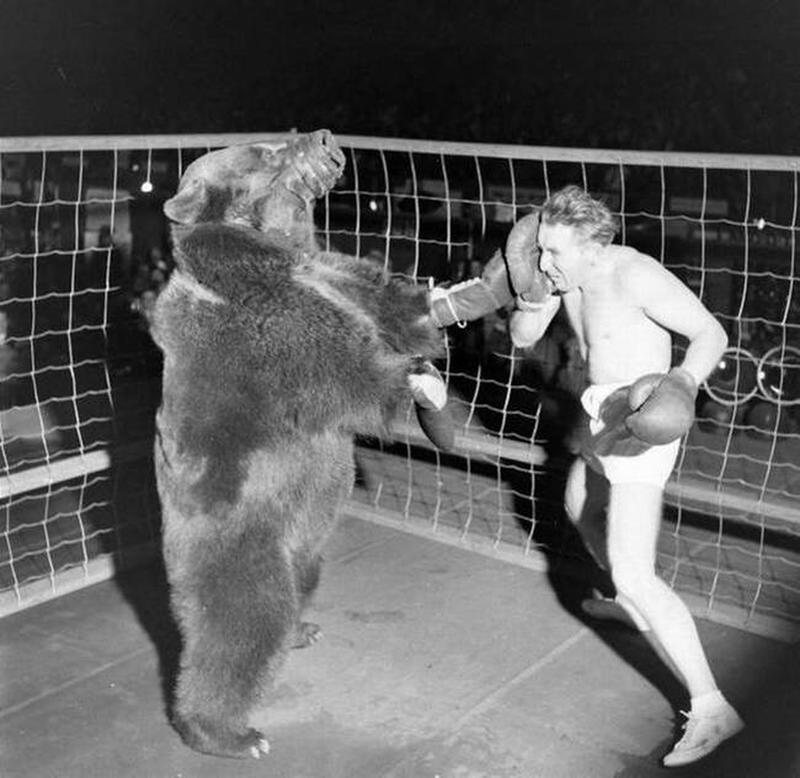 Bear defeats man in 1949 official boxing match