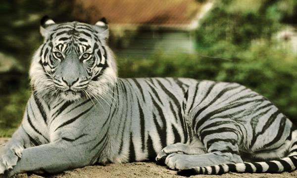 Rare Blue Tiger Spotted - A Stunning Maltese Tiger Discovered