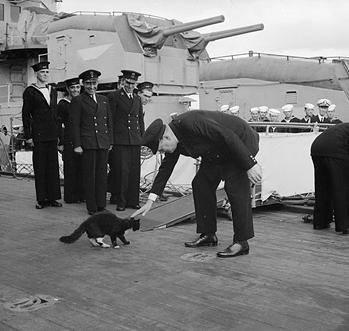 Ship cat named 'Unsinkable Sam' served on German Kriegsmarine and Royal Navy vessels during World War II, including Bismarck, HMS Cossack, and HMS Ark Royal.