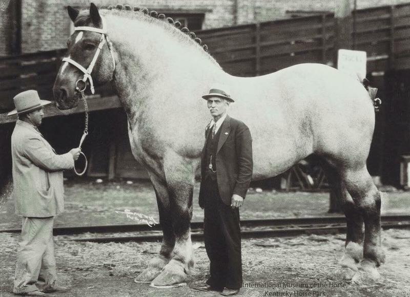Brooklyn Supreme, the Belgian Stallion, Held the Title of World's Largest Horse for Several Years, Weighing Over 3,200 Pounds and Boasting a 10-Foot Girth (1940)