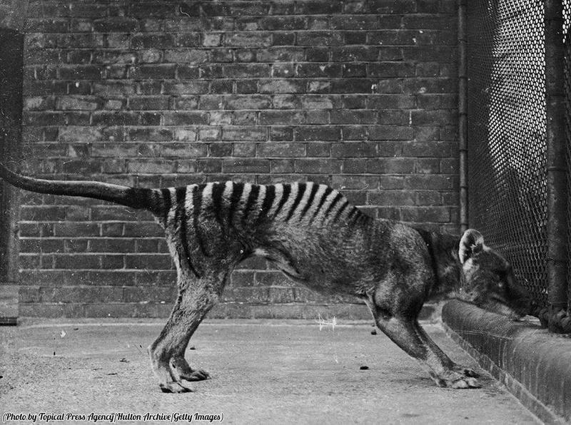Last Captive Tasmanian Tiger, or Thylacine, Dies in 1936, Marking the End of an Era