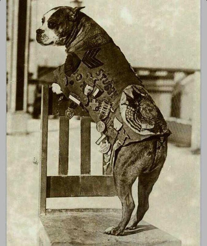 Sgt. Stubby, the Heroic Canine of 1920: Brave Comrade in 17 Western Front Battles, Protector from Mustard Gas Attacks, and Source of Comfort for the Wounded
