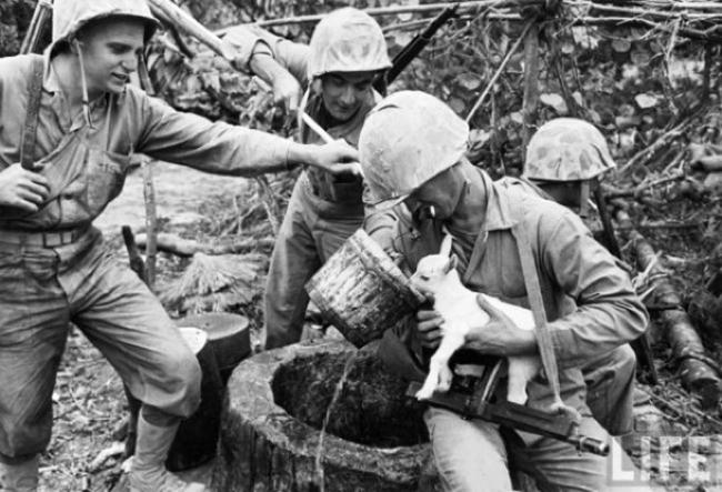 Soldiers in the Battle of Okinawa during World War II Cared for a Stranded Baby Goat Amidst the Brutal Conflict