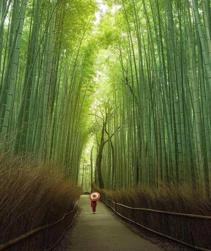 Kyoto, Japan's Enchanting Sagano Bamboo Forest