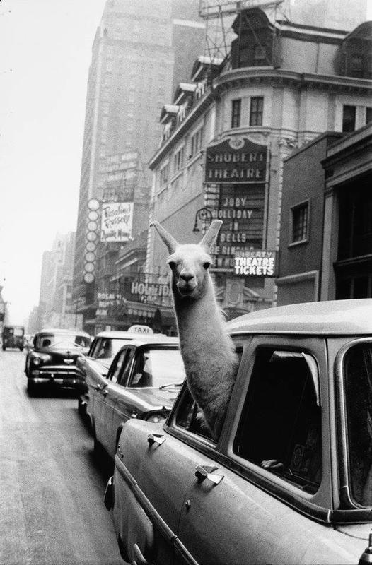 Life Magazine's Inge Morath captures a photograph of a llama in Times Square.