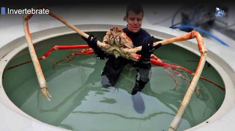 Japanese Spider Crab: The Biggest Crab in the World, Weighing up to 44 Pounds with a 13-Foot Leg Span, According to Scientists and Researchers