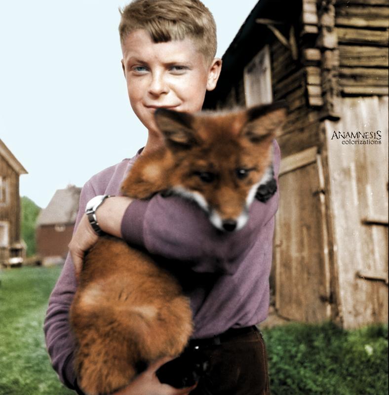 Swedish Boy Develops Unlikely Bond with Fox in the 1950s