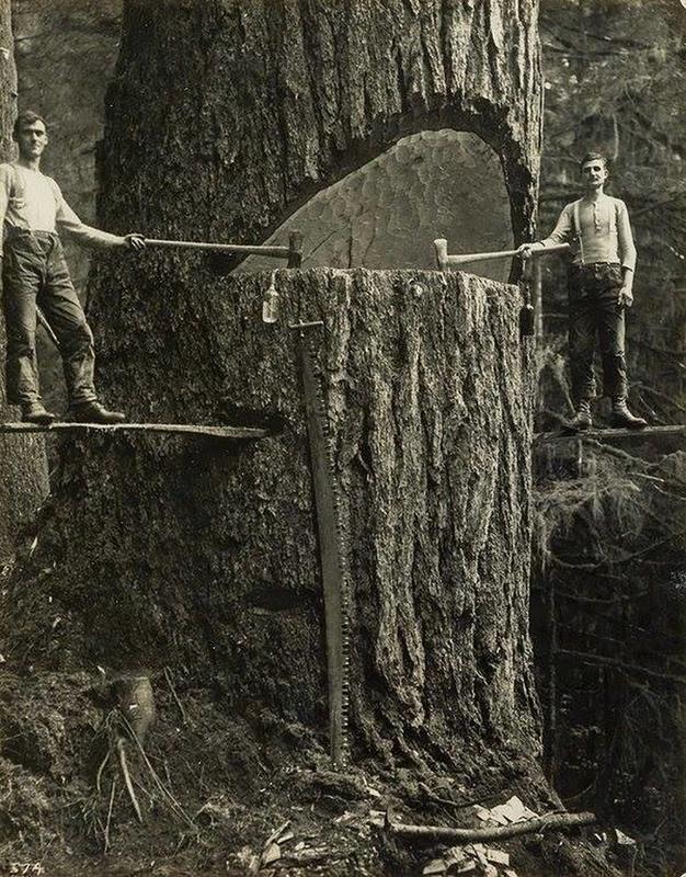 Lumberjacks in action, Pacific Northwest 1915.