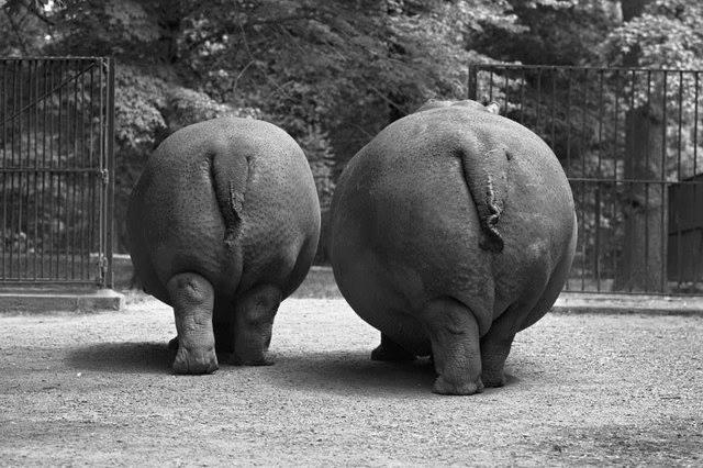 Hippopotamus Phoebe and calf refuse photo op at Bronx Zoo, 1967.