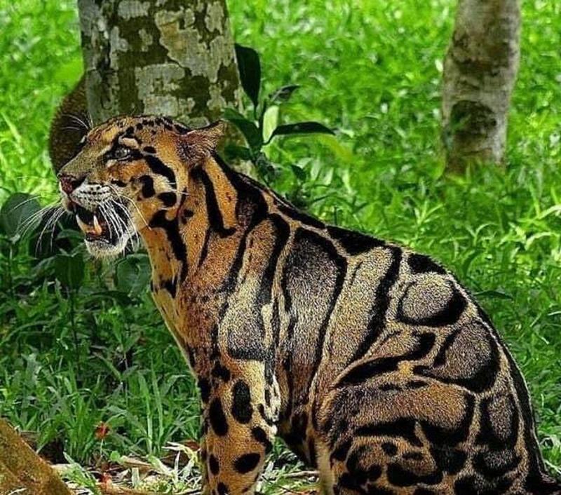 Clouded leopards, native to Southeast Asia's cloud forests, are an ancient species of cat lacking the ability to roar or purr. They fall in a distinct category, not truly classified as either a great cat or a small cat.
