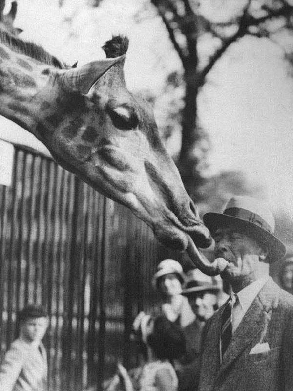 1930's Photo Captures Heartwarming Moment: Giraffe Shares a Kiss with London Zoo Visitor