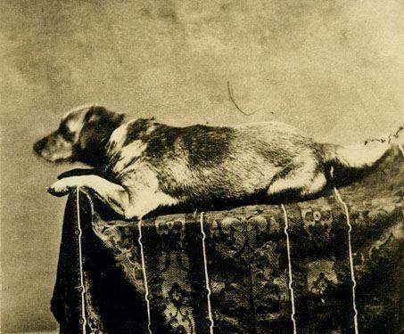 1861: Fido, Abraham Lincoln's Beloved Dog