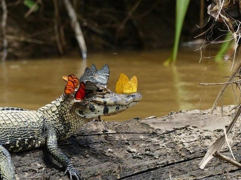 Butterflies adorning a young crocodile.