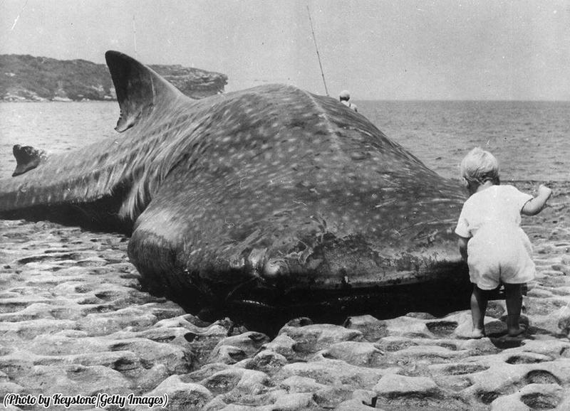 1965: Young Child Examines Enormous Whale Shark Stranded in Botany Bay