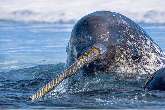 Wild narwhals captured on drone footage using their tusks for fishing