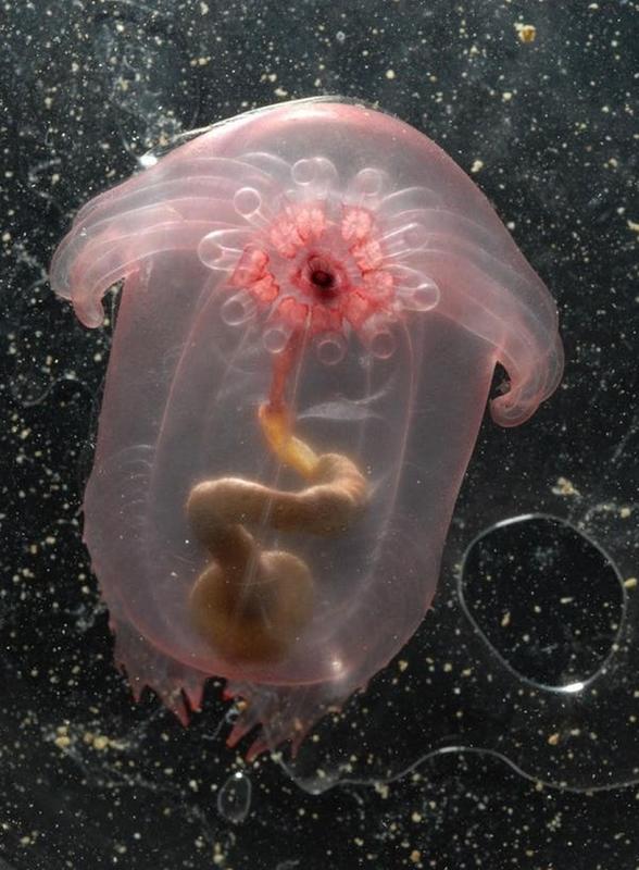 Scientists Discovered the Pink See-Through Fantasia Sea Cucumber in 2007 in the Celebes Sea