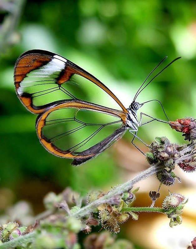 Glasswinged Butterfly, Greta Oto, Renowned for Its Transparency