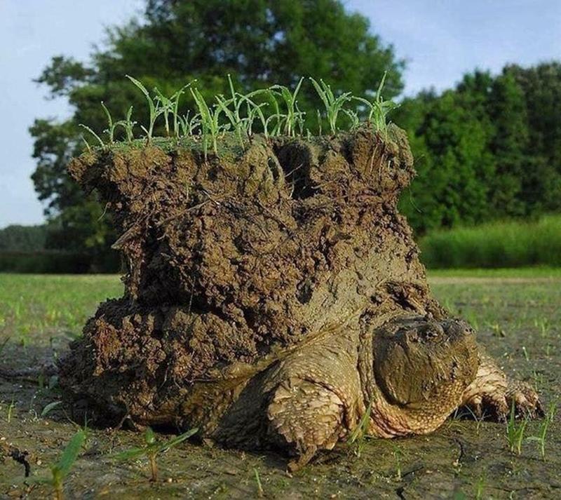 Turtle emerging from brumation