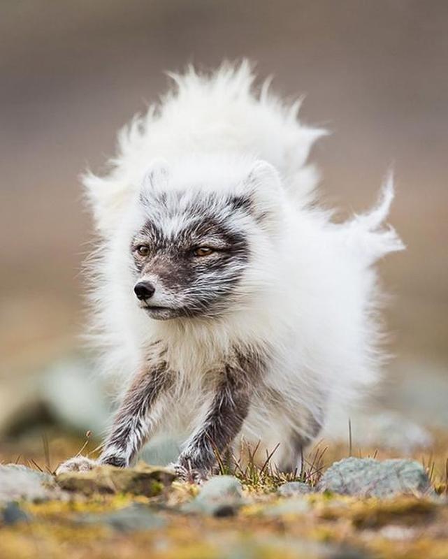 Winter fur of fluffy Arctic fox kit is shed +