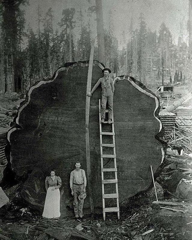 Logging family supports 'Mark Twain' sequoia - a 1,300-year-old, 330 ft tall giant (1892)