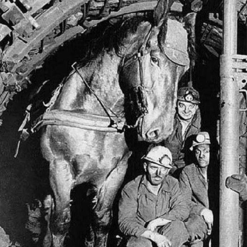 Mining horse photobombs co-workers in hilarious pose.