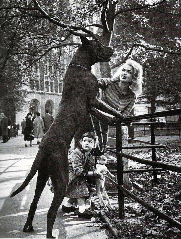 In 1965, Jayne Mansfield and Mariska Hargitay Capture a Photo with Their Dog Companions.