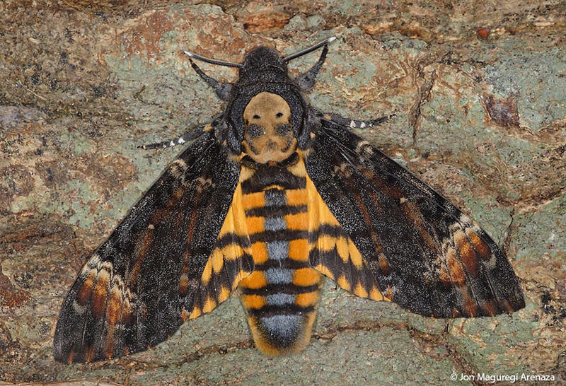 Massive Death's-head Hawk Moth boasts 90-130 mm wingspan