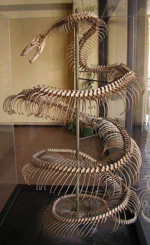 Enormous 28 ft Anaconda Skeleton Discovered