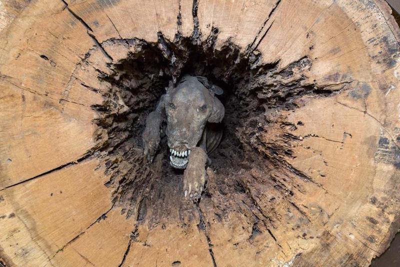 Logger from the 1980s discovers mummified dog hidden inside a hollow tree.