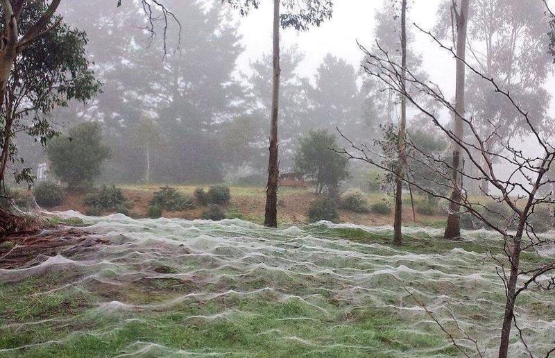 Australian Field Overrun by Webs Spun by Arachnids