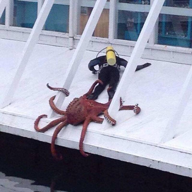 Octopus grabs scuba diver, refuses to let go in Oregon.