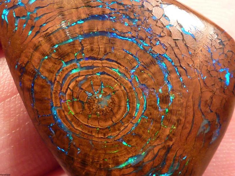 Opal Rings Unearthed in Ancient Tree Fossil, Dated 100 Million Years