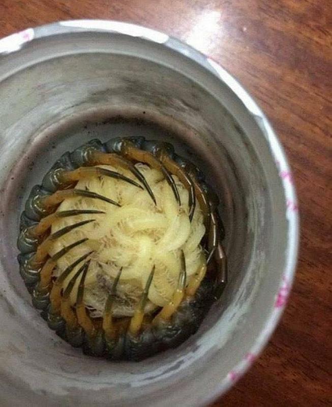Mother Centipede Protects Her Babies Vigilantly