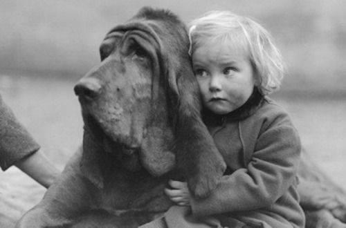 In America during the late 1800s to early 1900s, "The Nanny Dog" was frequently entrusted with babysitting the children.