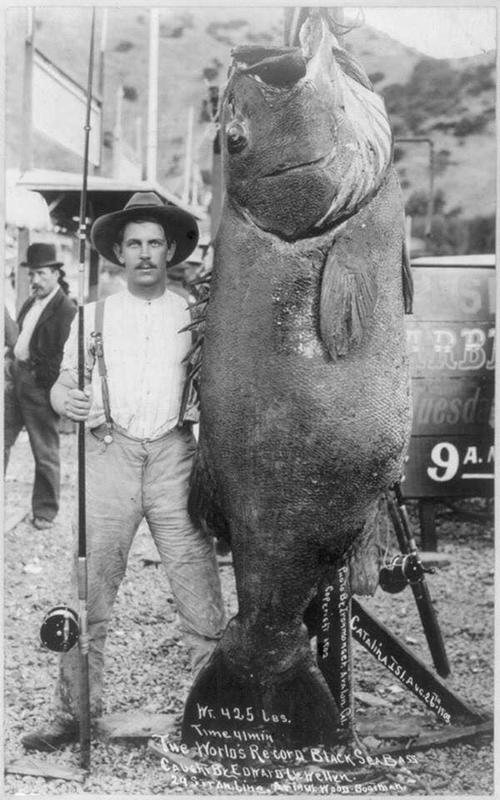 In 1903, an enormous black sea bass weighing 425 lbs was captured near Santa Catalina Island, setting a new record.