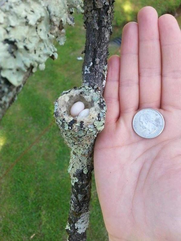 Tiny hummingbird nest and eggs discovered.