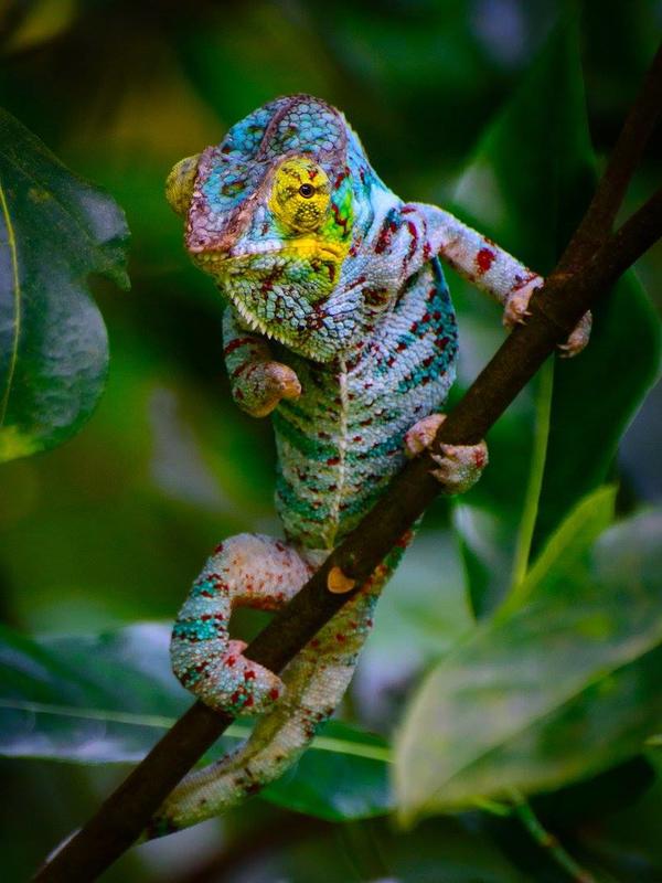 Introducing the Panther Chameleon: Males exhibit a stunning range of colors that intensify during courtship and defensive displays.