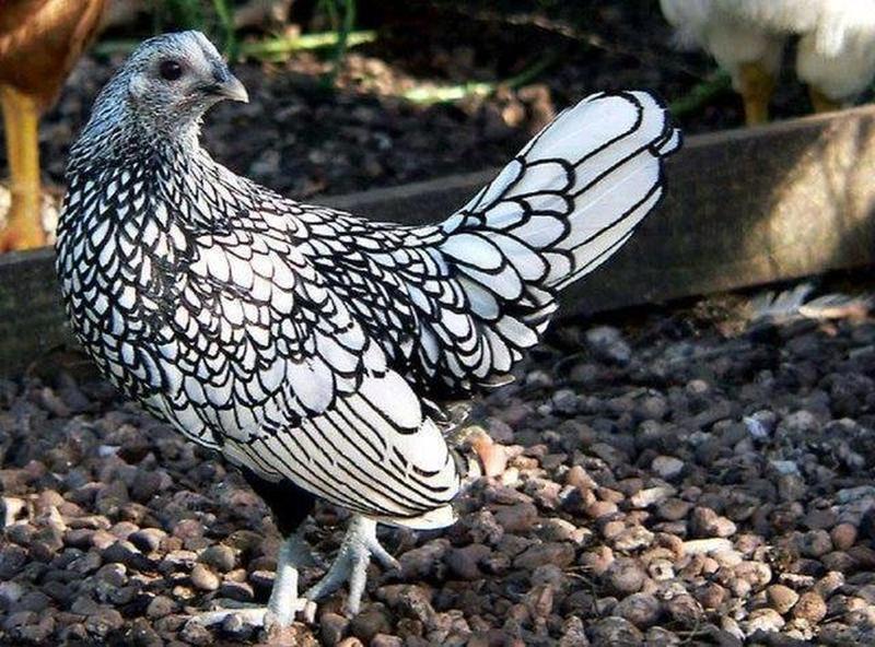 Sir John Sebright developed the Sebright chicken breed, which is not only the only chicken breed named after a person but also one of the oldest British bantams.
