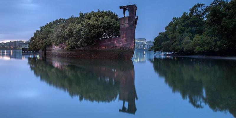 Mangrove Trees Transform 102-Year-Old Ship into Floating Forest in Sydney