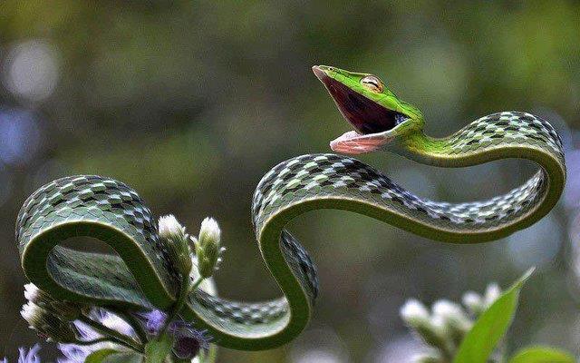 Green vine snakes discovered in India, Sri Lanka, Bangladesh, Burma, Thailand, Cambodia, and Vietnam; possess mild venom and typically prey on frogs and lizards.