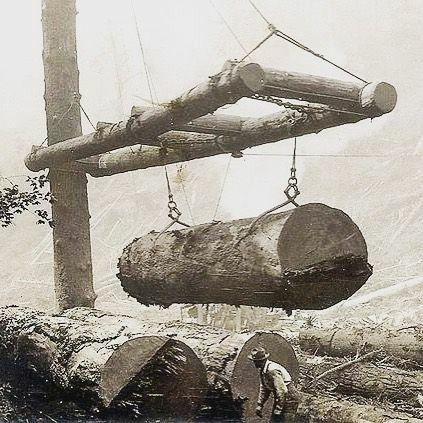 Brave Men Required to Cut Down Redwoods in the Early 1900s